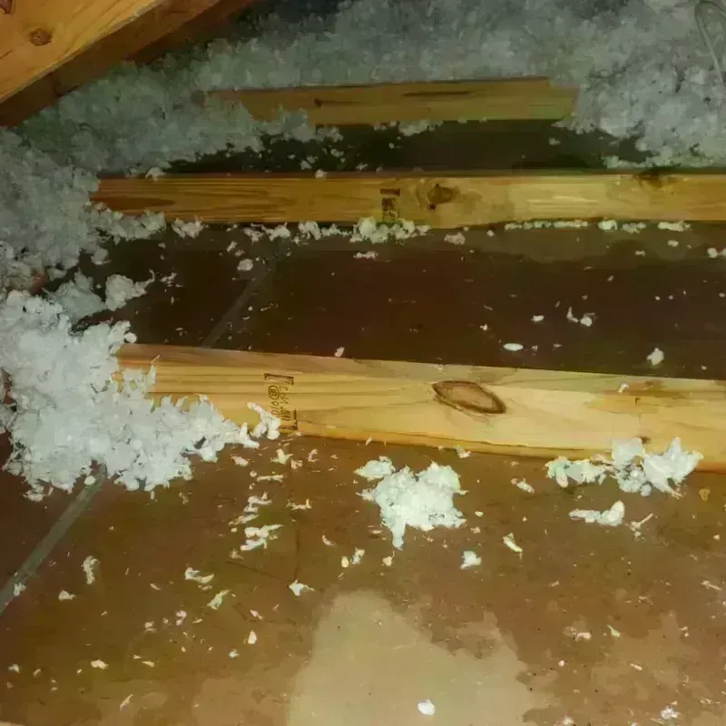 Attic Water Damage in South Chicago, IL