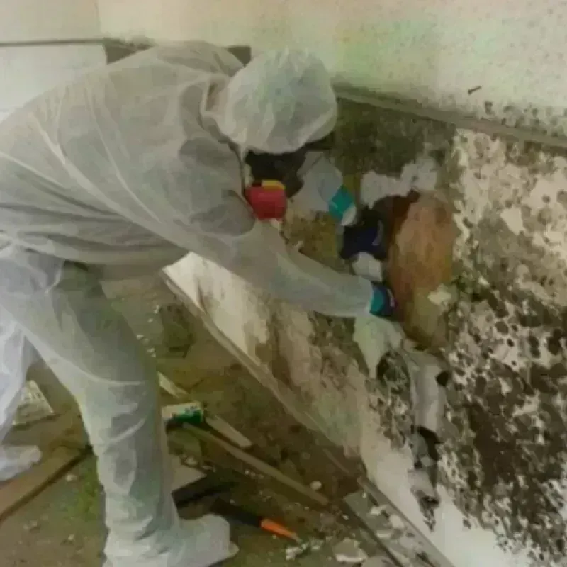 Mold Remediation and Removal in South Chicago, IL